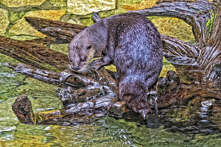 A River Otter Photograph by Constantine Gregory