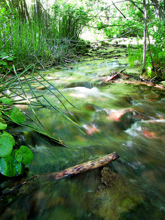 A River Runs Through Photograph by Lisa Chorny