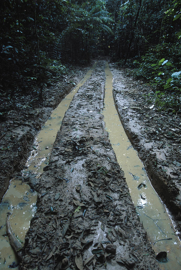 A Road In The Amazon Rain Forest Photograph by Peter Essick - Fine Art