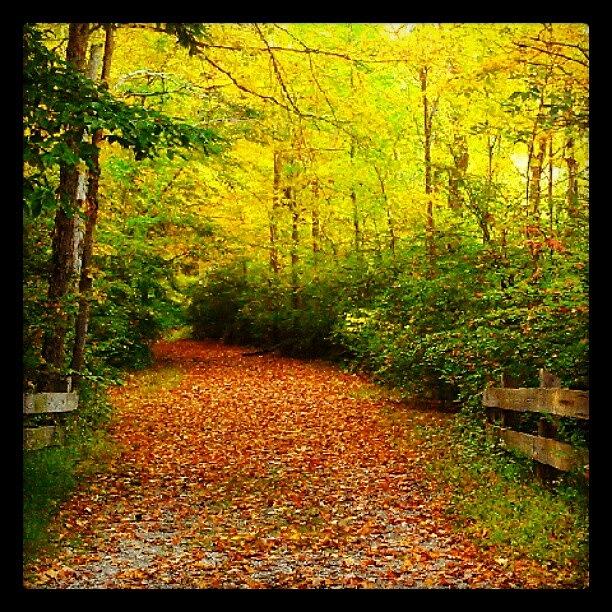 Newyork Photograph - A Road Less Traveled! #fallroadtrip by Visions Photography by LisaMarie
