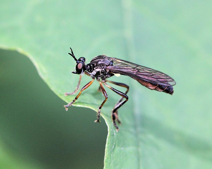 A Robber Fly with a Smile Photograph by Doris Potter