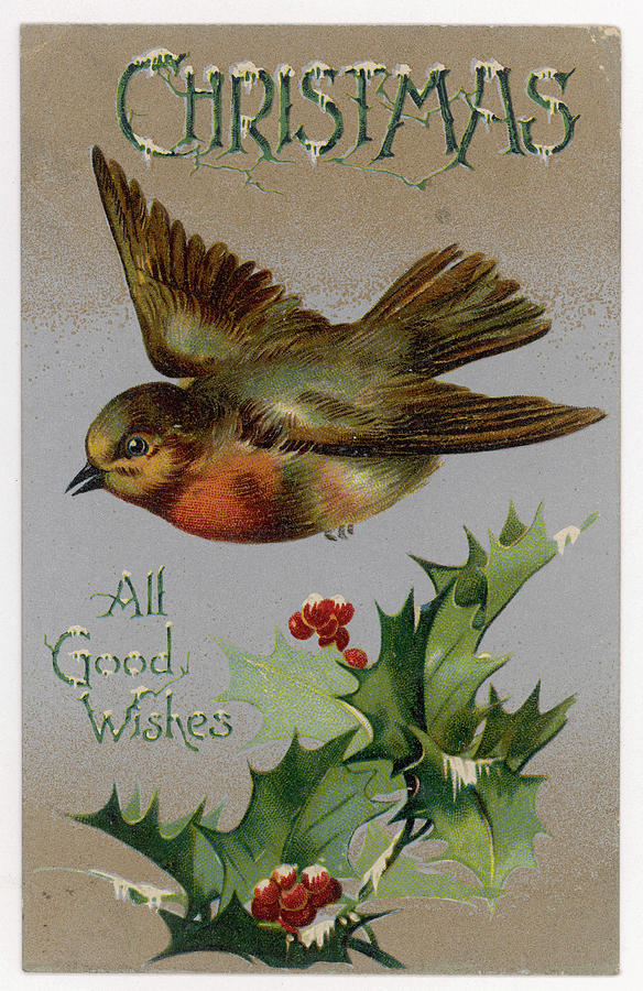 A Robin And Some Holly Date Drawing by Mary Evans Picture Library ...