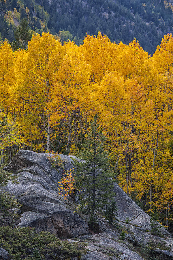 a Rock a Pine and Aspen Photograph by Morris McClung