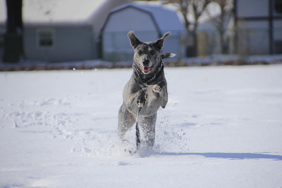 Catahoula Leopard Dog in Snow Photograph by Valerie Collins