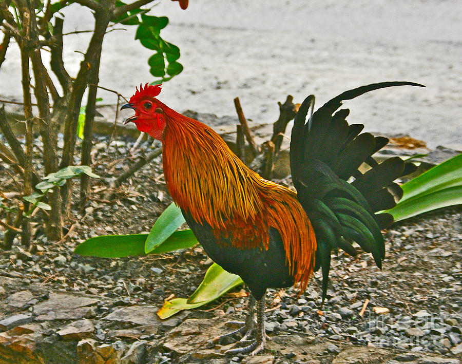A Rooster Wake Up Crowing Photograph by Joan McArthur