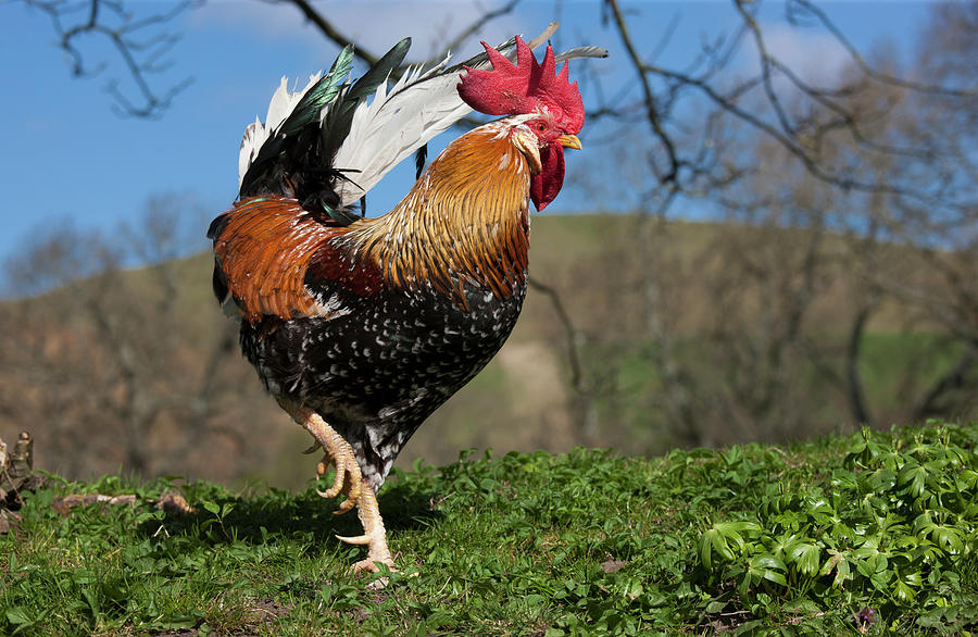 A Rooster Walking On Grass Photograph by John Short