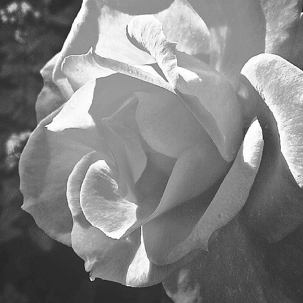 Flowers Still Life Photograph - A #rose. .. #bw #blackandwhite by Linandara Linandara