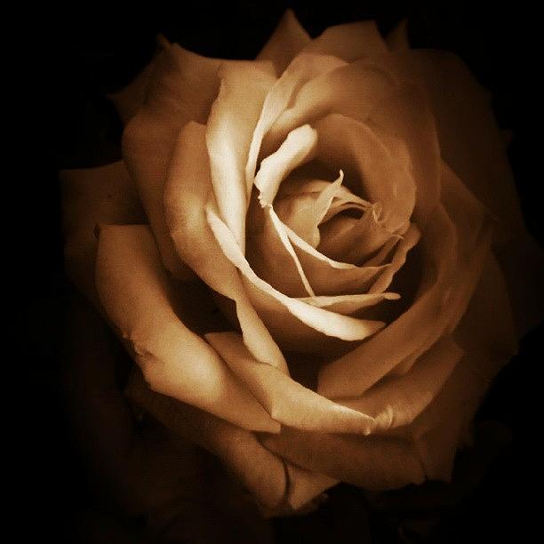 A Rose A Very Pretty Rose Photograph by Kat Carmean