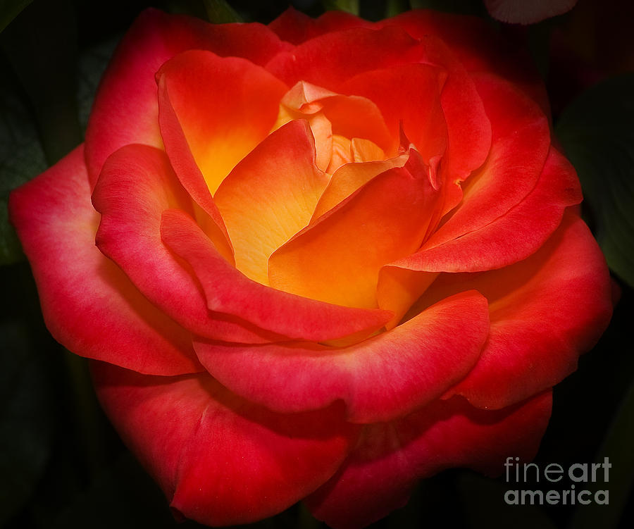 A Rose Aflame Photograph by Fred Ziegler - Fine Art America