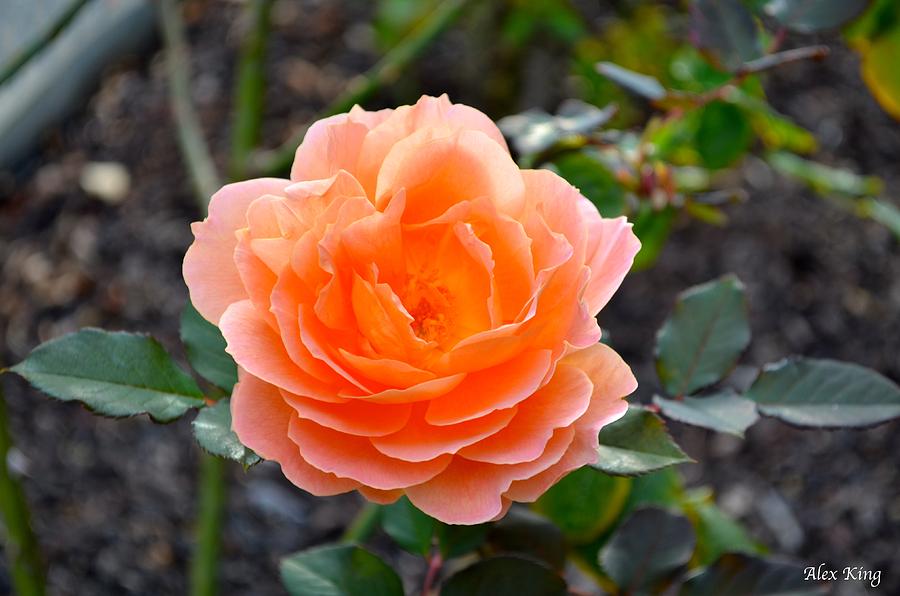 Peach Rose Photograph by Alex King