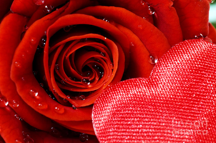 A rose and a heart Photograph by Michal Bednarek