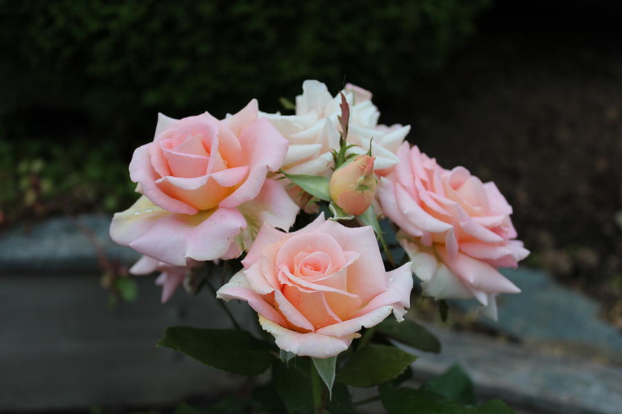 A Rose Bouquet Photograph by Patricia Hiltz