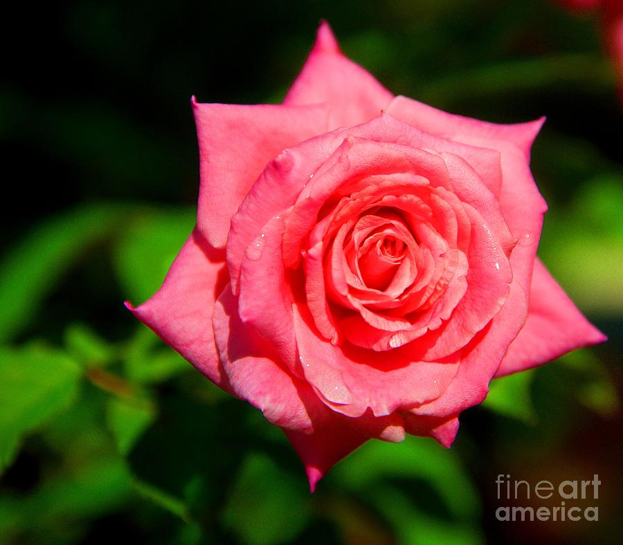 A rose by any Name Photograph by David Call - Fine Art America