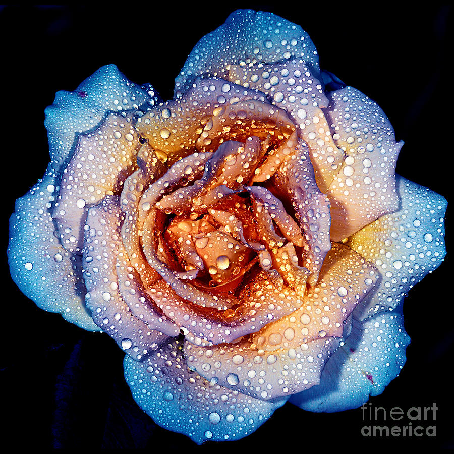 A Rose by any other colour Photograph by Russell Brown