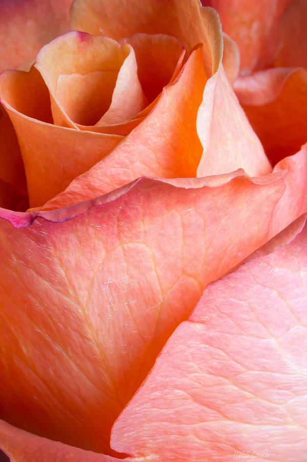 Nature Photograph - A Rose By Any Other Name by Heidi Smith