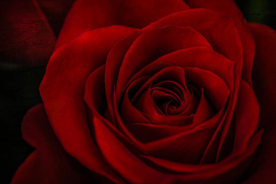 A Rose By Any Other Name Photograph by Maria Robinson
