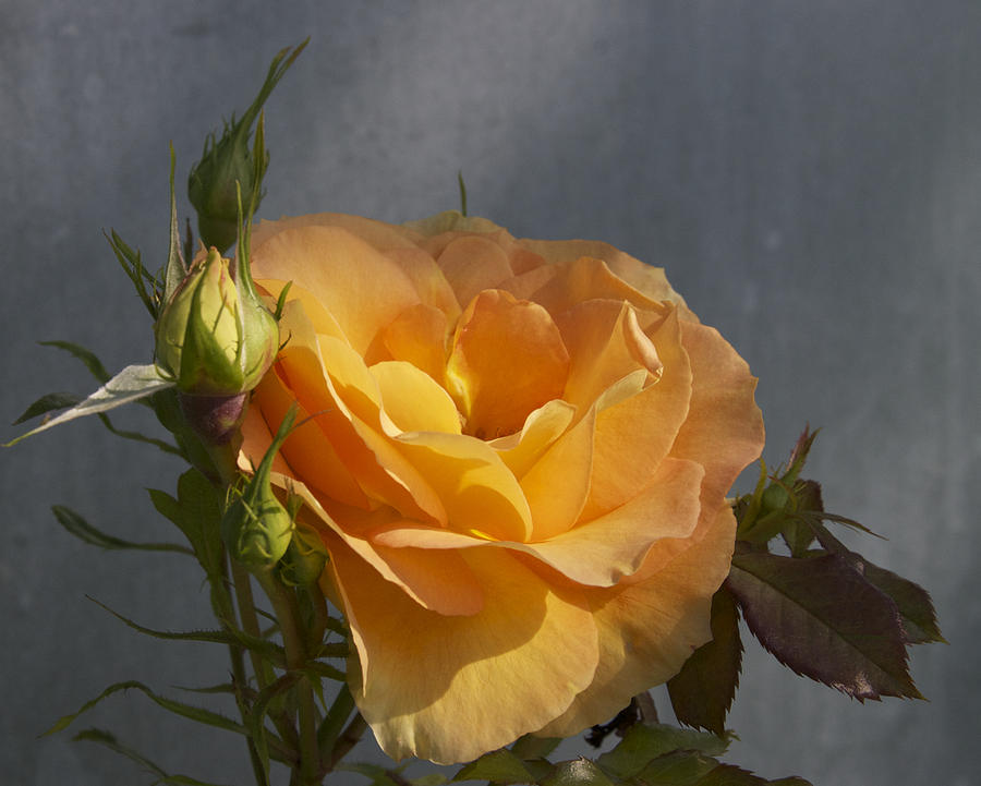 A rose by any other name Photograph by Perry Frantzman