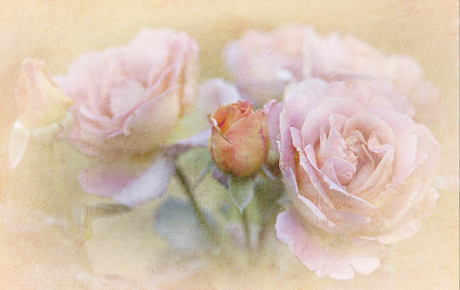 A Rose By Any Other Name Photograph by Theresa Tahara