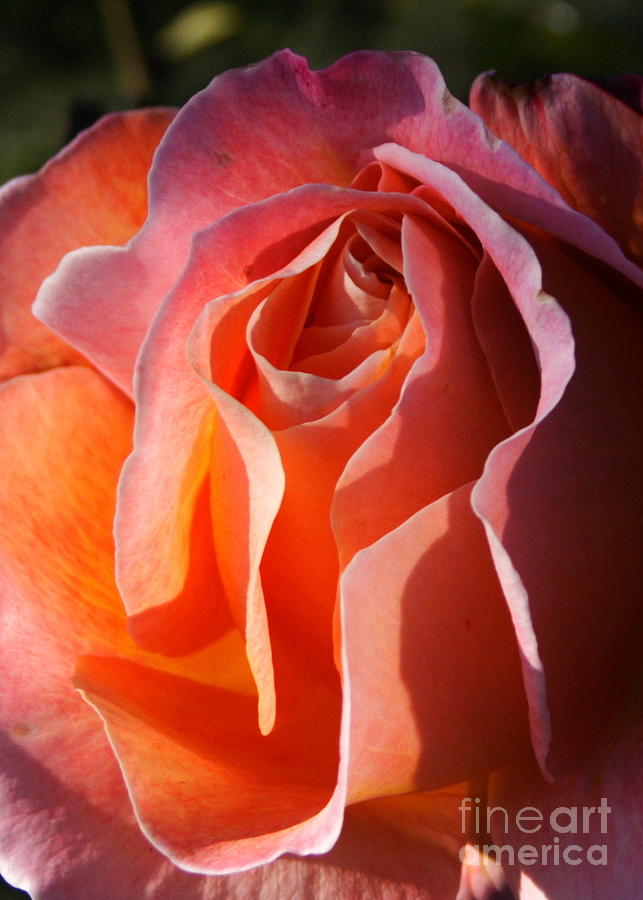 A Rose Closeup Photograph