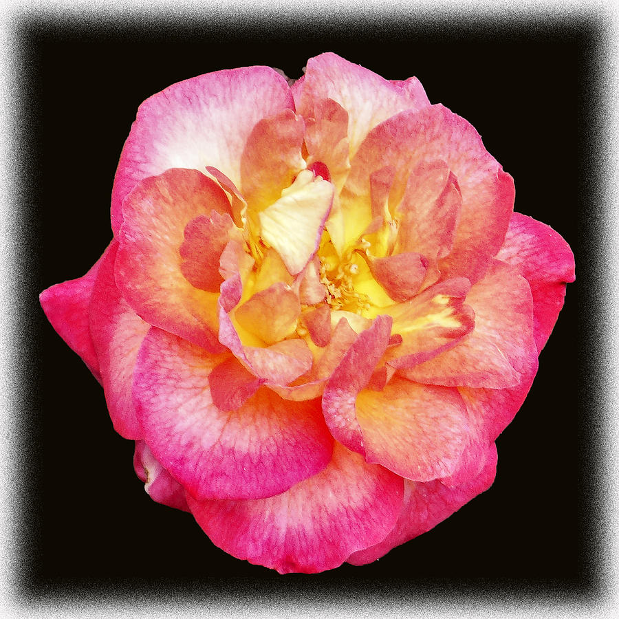 A Rose Photograph by Dennis Dugan