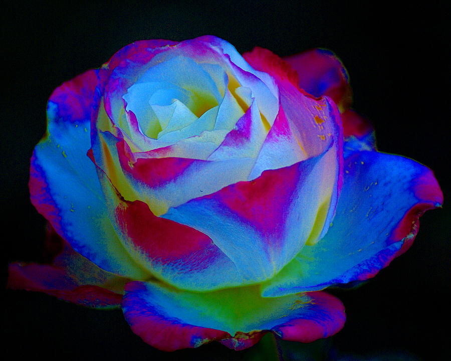 A Rose Enhanced Photograph by Ben Upham III