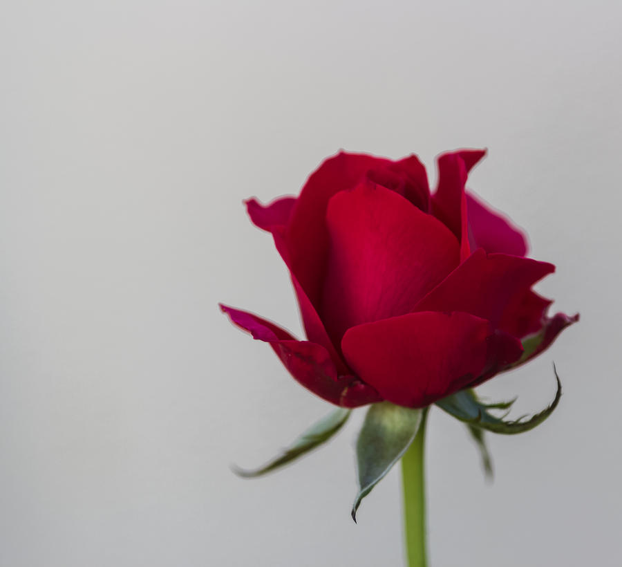 A rose for the lady Photograph by Jane Luxton