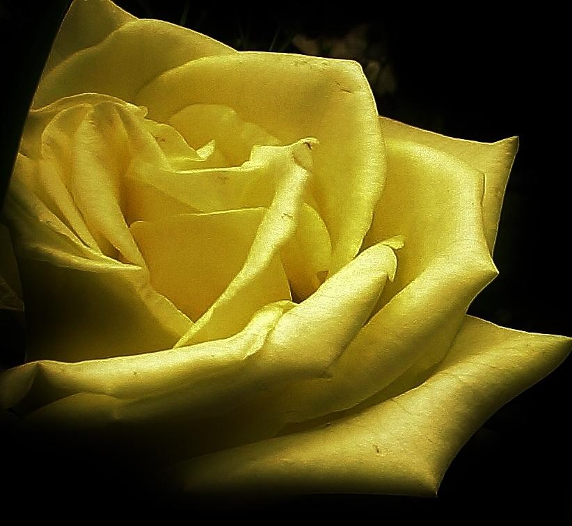 Nature Photograph - A Rose for You by Bruce Bley