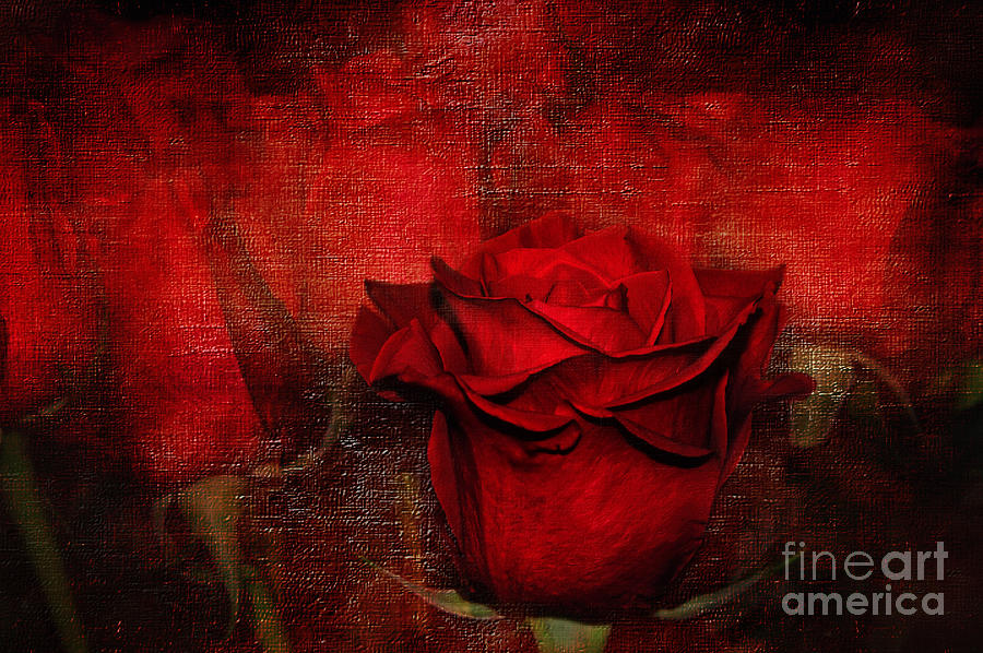 Valentines Day Photograph - A Rose for You by Kaye Menner