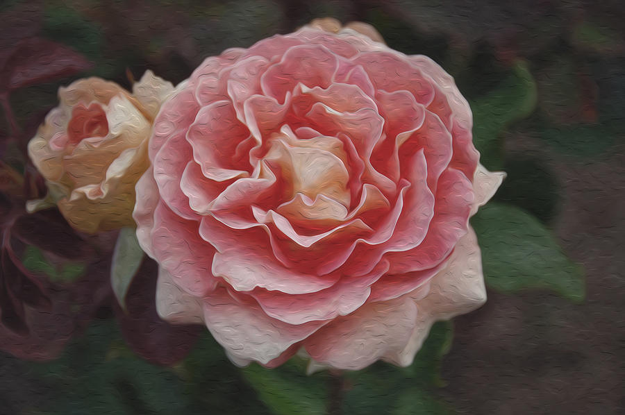 A Filoli Rose for You Photograph by Patricia Dennis