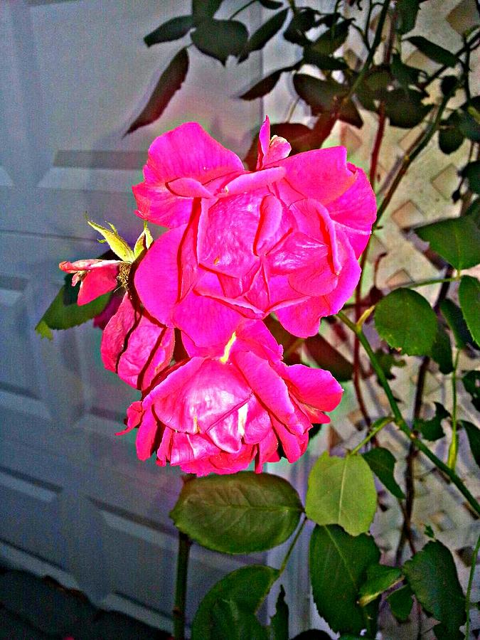 A Rose from The Garden of Love Photograph by Joetta Beauford