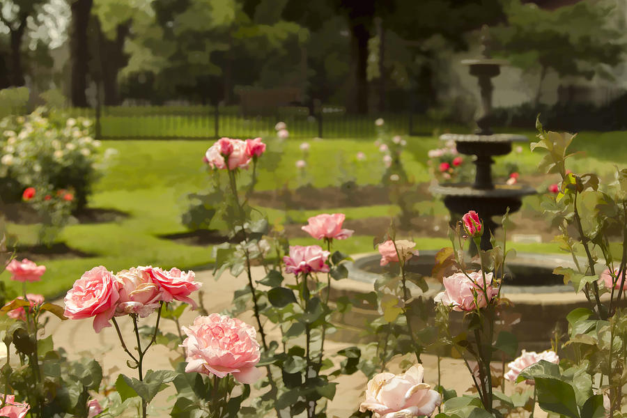 A Rose Garden Photograph by Marilyn Cornwell