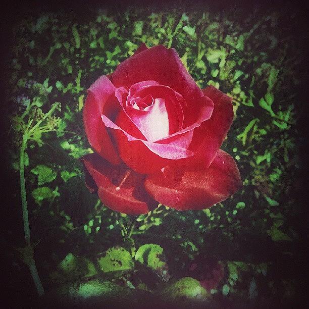 Summer Photograph - A #rose... #garden #mygarden #red by Linandara Linandara