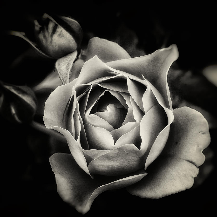 A Rose in Black and White - 07 Photograph by Ed Thune - Fine Art America