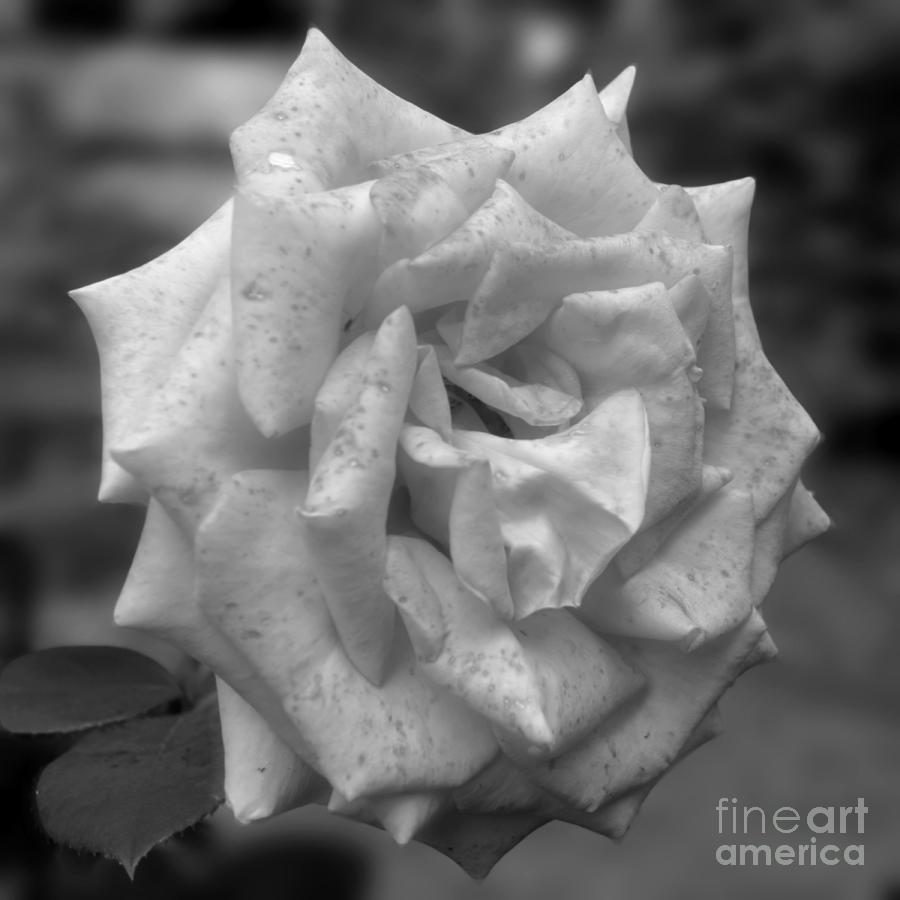 A Rose In Black And White Photograph by Smilin Eyes Treasures