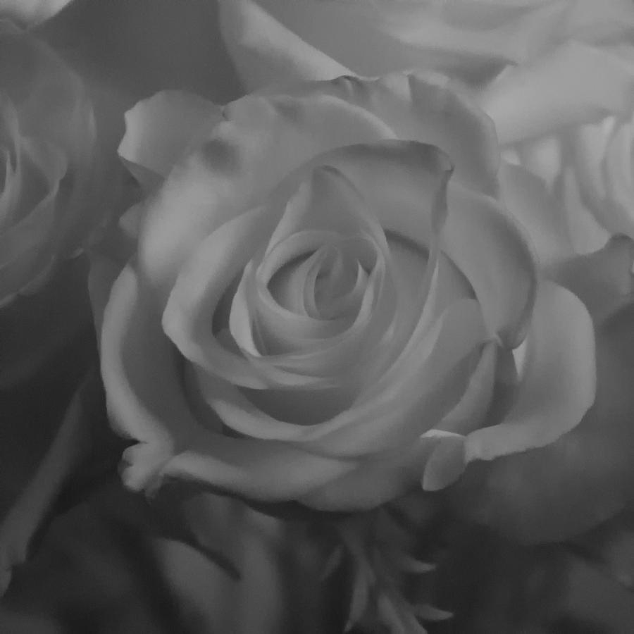 A Rose in Infrared Photograph by Guy Whiteley