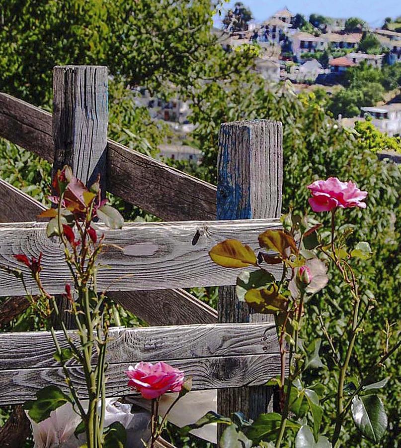 A Rose  in Kastanitsa Photograph by Edward Shmunes