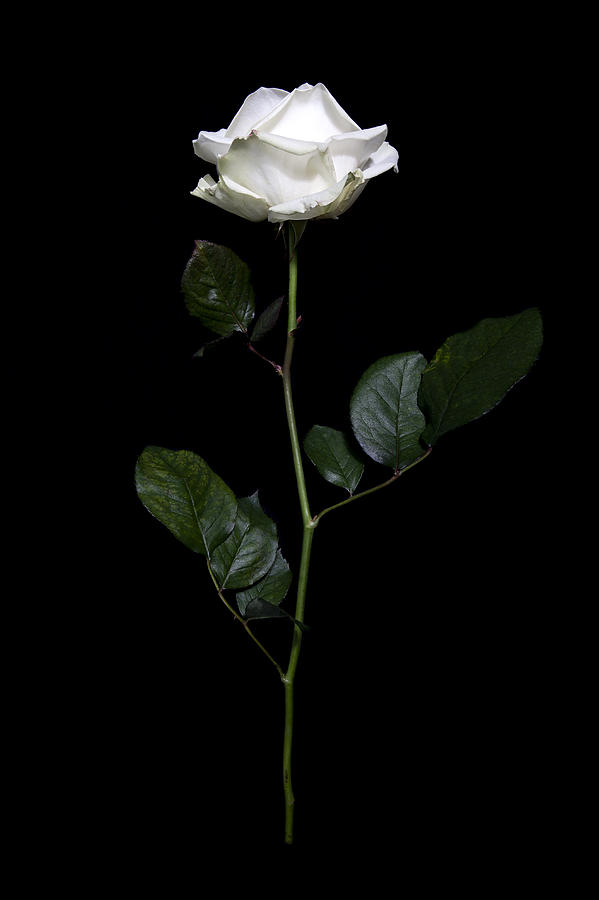 A rose in mid-air against a black background Photograph by Halfdark