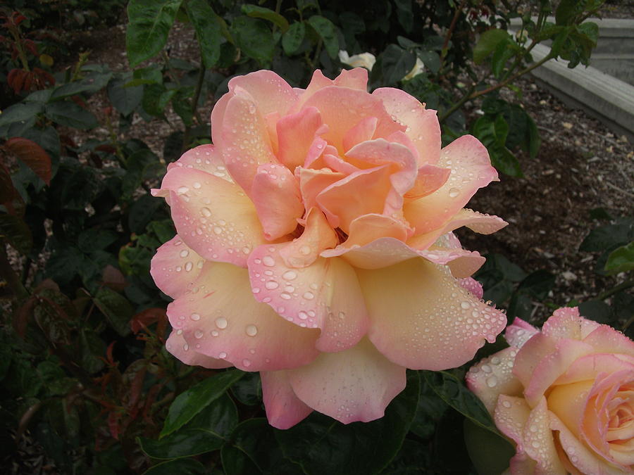 Flower Photograph - A Rose in the Rain by Ed Sykes
