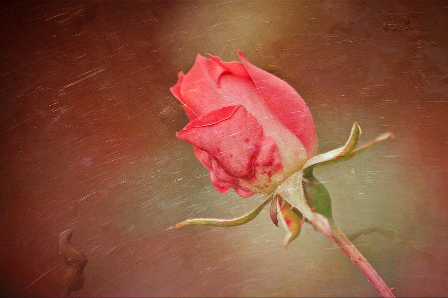 A Rose In The Rain Mixed Media
