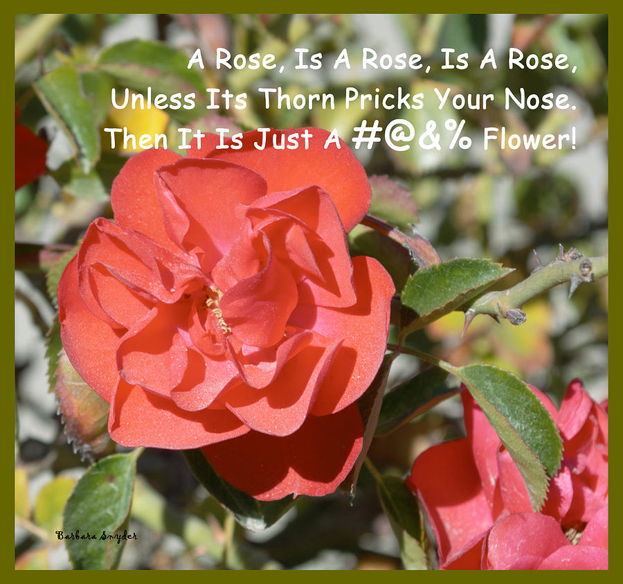 A Rose Is A Rose Digital Art by Barbara Snyder