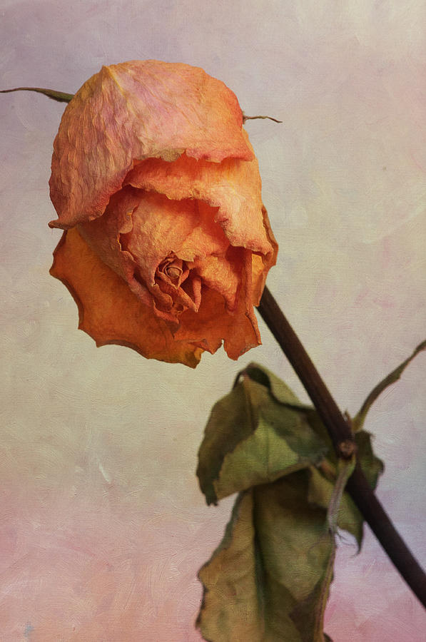 A rose is a rose Photograph by Carolyn DAlessandro