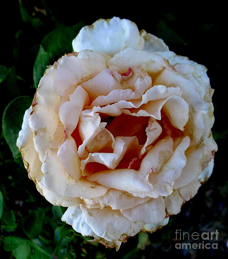 A Rose is A Rose Photograph by Fred Wilson