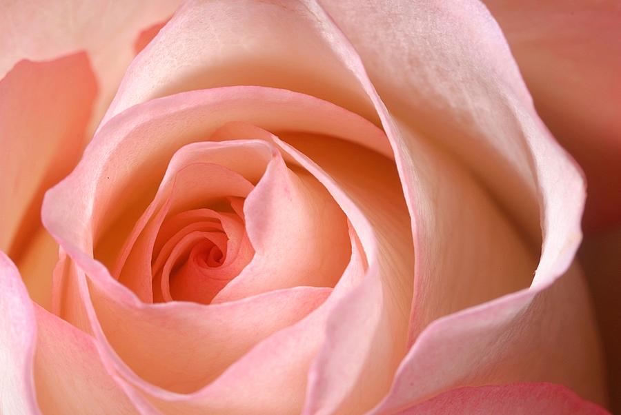A Rose Is A Rose Photograph by Joe Kozlowski