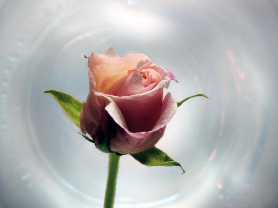 A Rose Photograph by Lynn Bolt