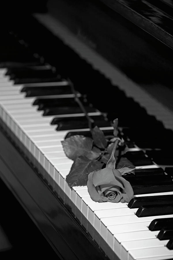 A Rose On A Piano Keyboard  Waterloo Photograph by David Chapman