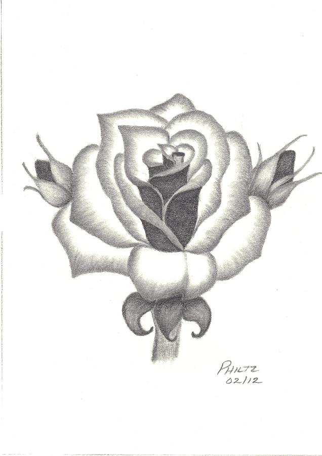 Rose Drawing - A Rose  by Patricia Hiltz