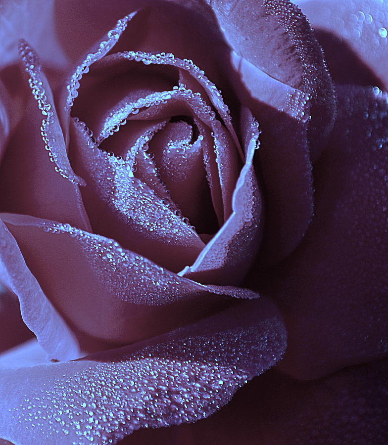 A Rose That Glitters Photograph by Michelle Ayn Potter
