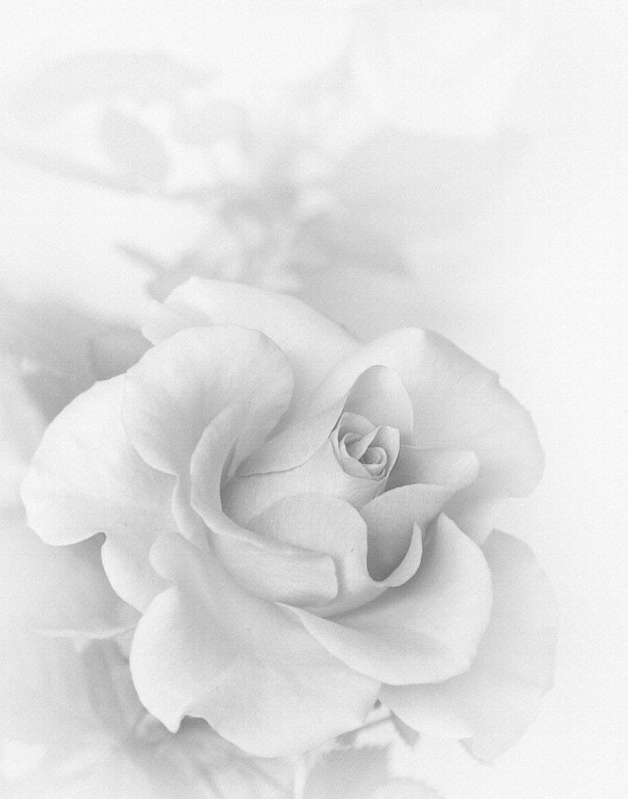 A Rose with No Color Photograph by David and Carol Kelly