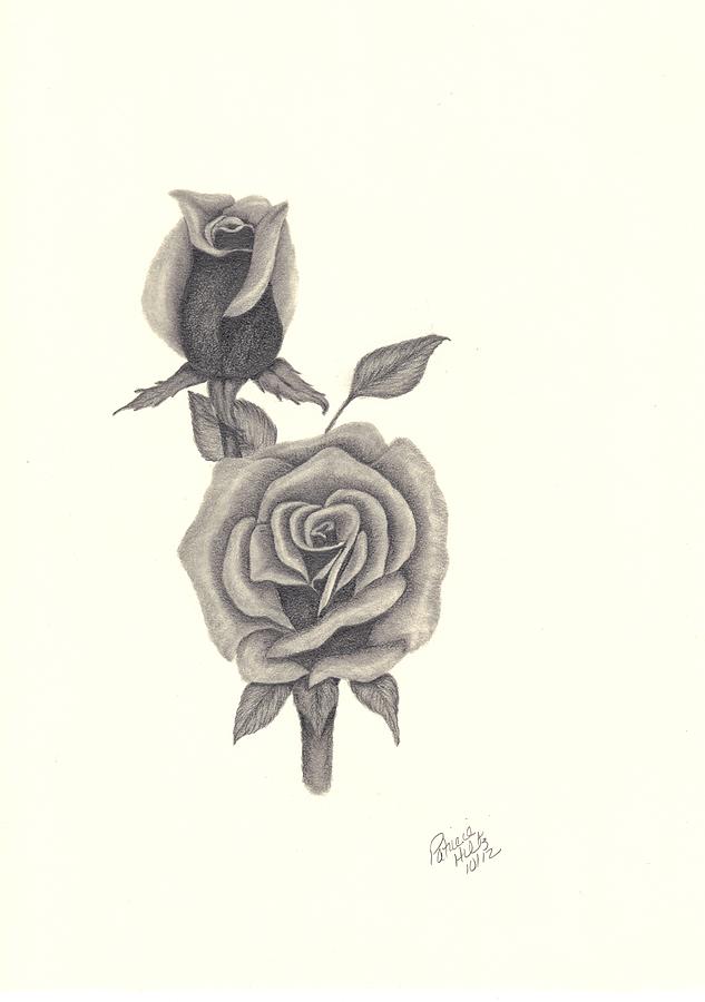 Rose Drawing - A Roses Beauty by Patricia Hiltz