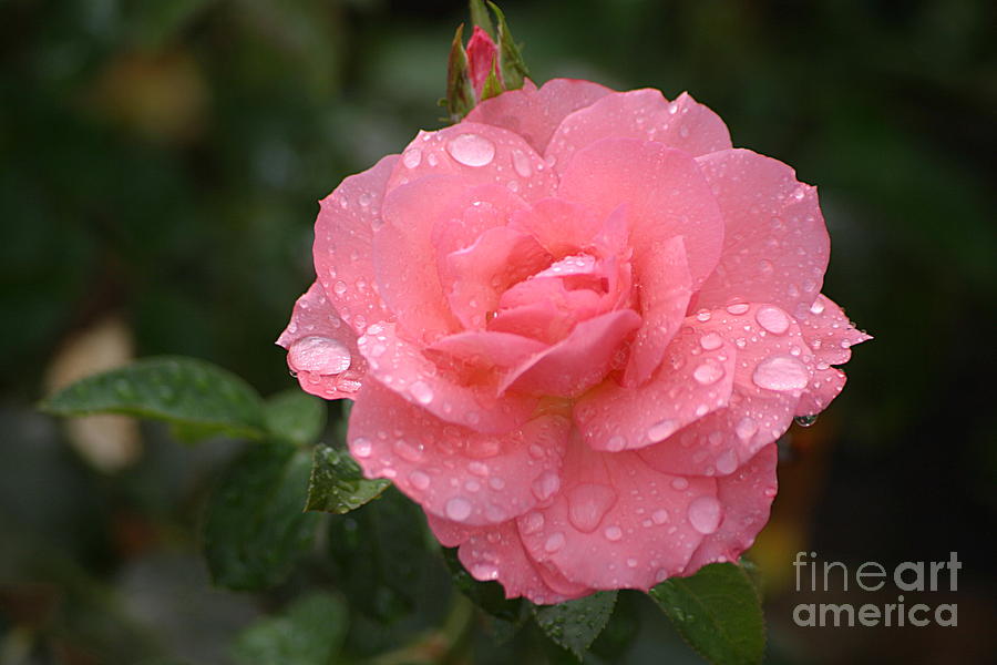 A Rosy Rose Photograph by Living Color Photography Lorraine Lynch